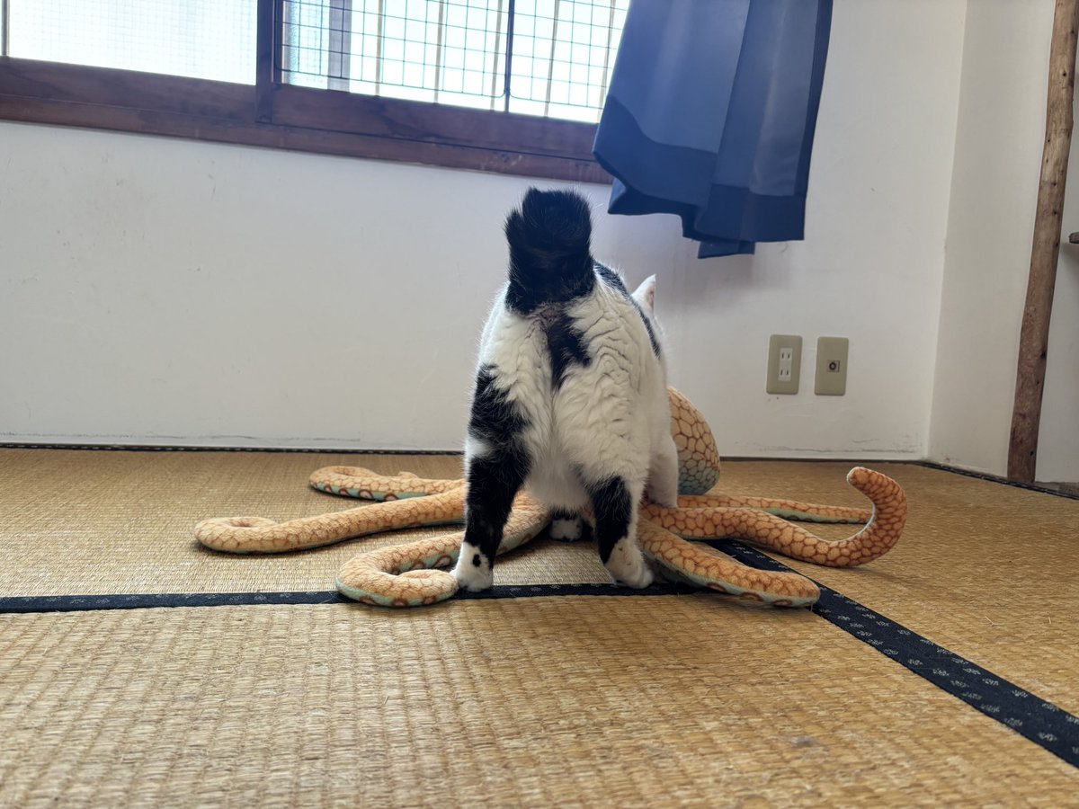 muddycat_atami's tweet photo. https://t.co/XfE02zayoV