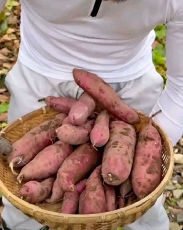 jayr_bacolod's tweet photo. Sarap ng kamote😋😋😋 https://t.co/eGu2y3AKE8
