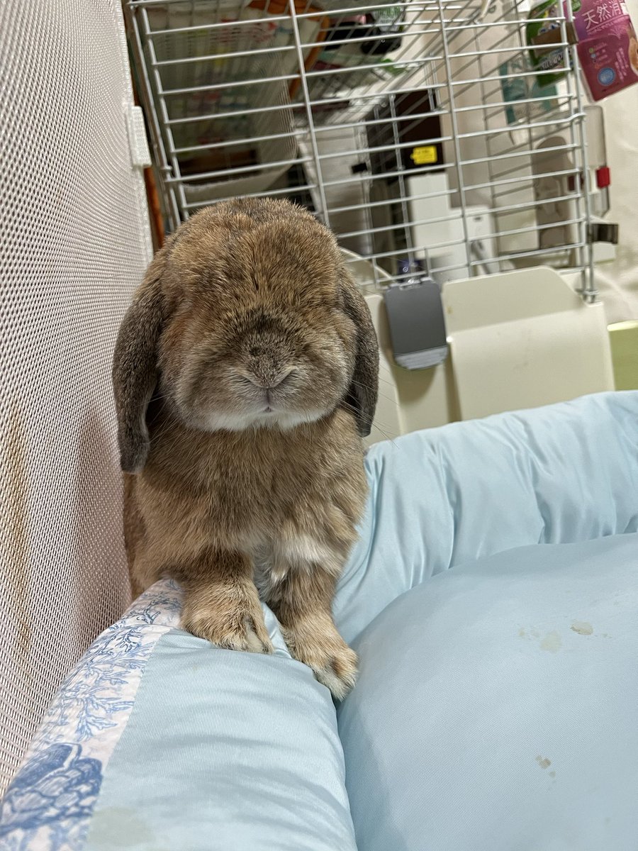 oinari0122's tweet photo. おめめどこですか😂❤️？

#うさぎ
#ホーランドロップ
#いなりくん https://t.co/G0Bdk1gesV