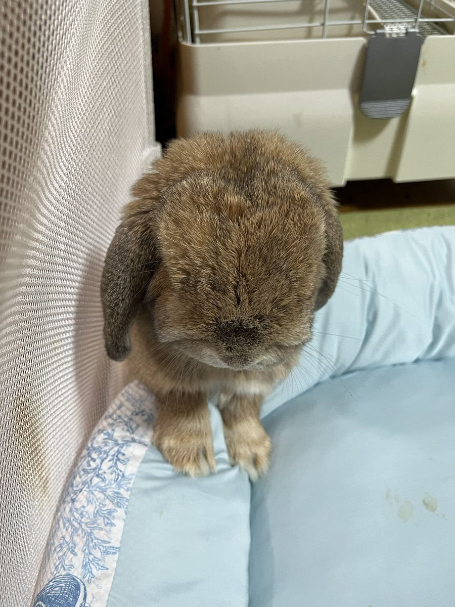 oinari0122's tweet photo. おめめどこですか😂❤️？

#うさぎ
#ホーランドロップ
#いなりくん https://t.co/G0Bdk1gesV