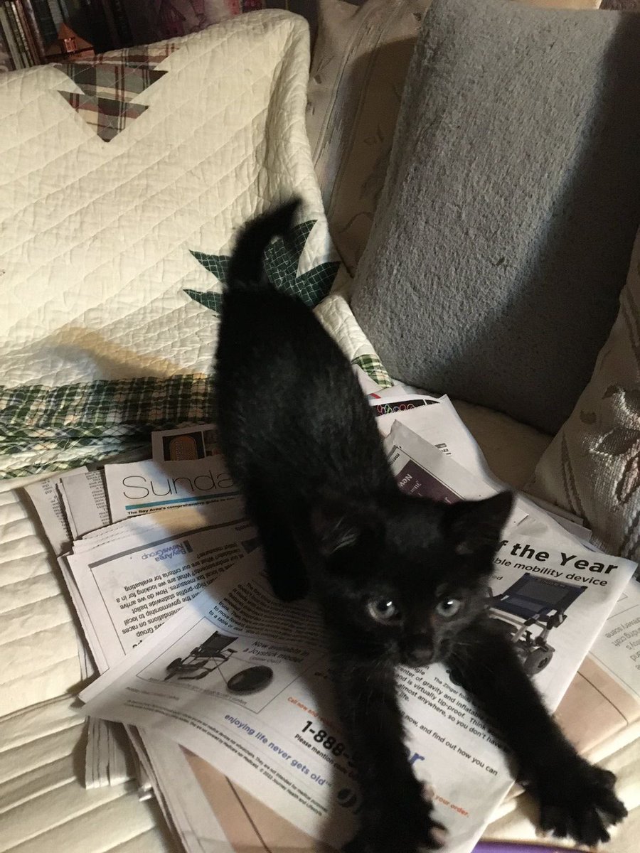 blackscats's tweet photo. https://t.co/qGuioGZR6T
