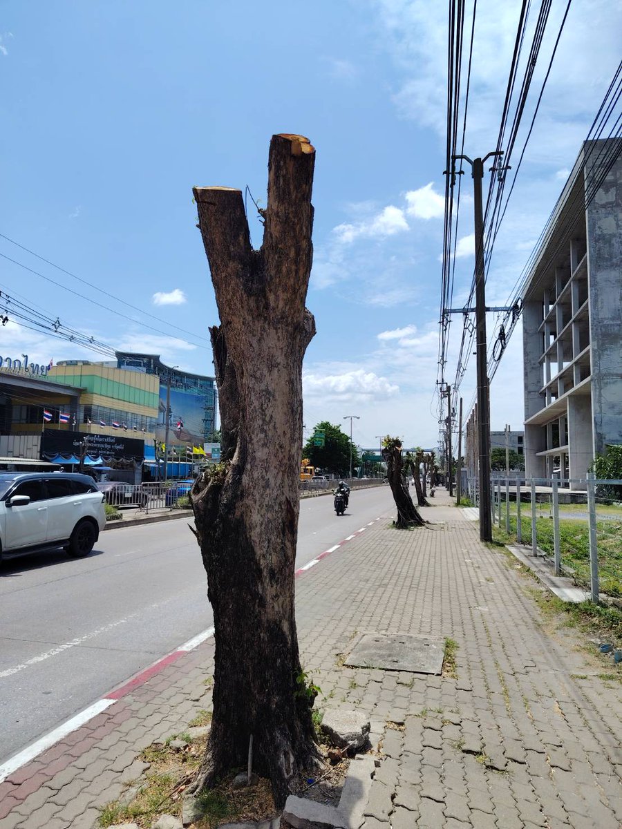 cpotisu's tweet photo. @TrueDemocracy14 สตรีทไงร้อบชิบหาย ไม่มีต้นไม้สักต้นแม่งตัดทิ้งหมด https://t.co/Gqdt6zKUwS