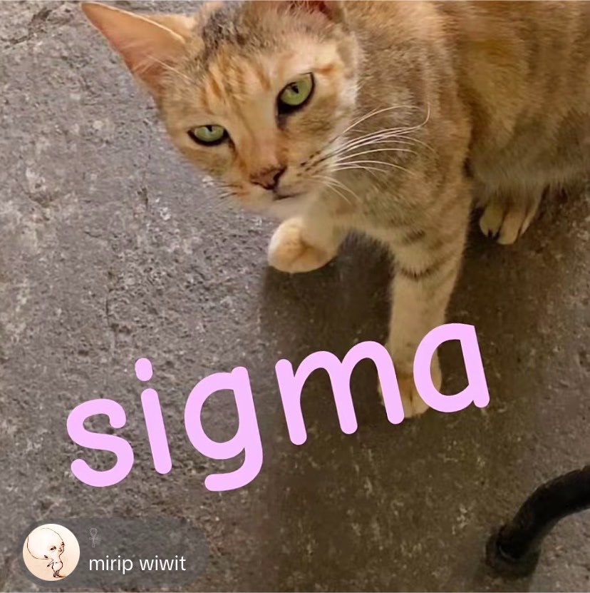 hekytike's tweet photo. ketemu kucing ini di kedai rukun terus kata mia mirip wiwit, beneran mirip 😭 https://t.co/HULd77Esjb