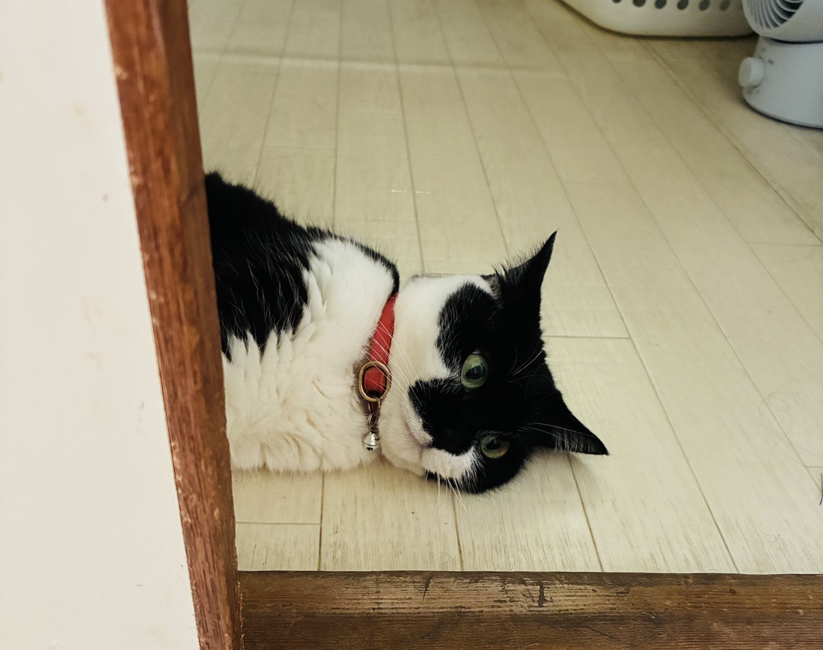 dgravity28's tweet photo. 猫もあちぃねー https://t.co/C3kQJKK2Eh