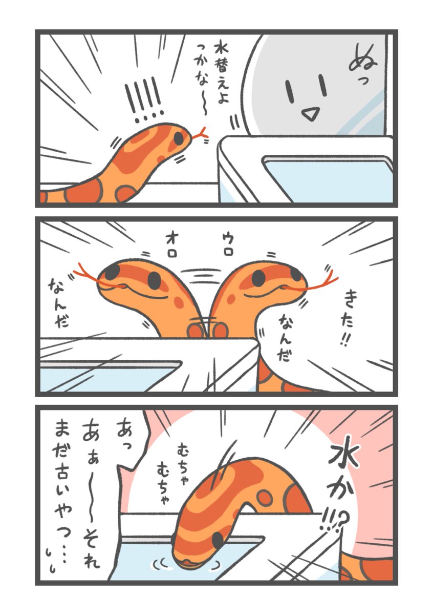 Ultra_dondoN's tweet photo. へび絵日記
人間が近づくとなんか気が逸って水飲んじゃうことある https://t.co/FnHKKCTCXJ