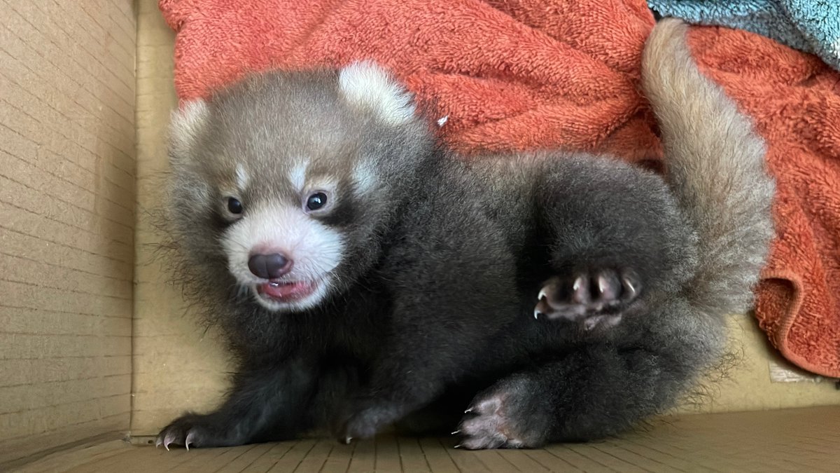 sabaekoho's tweet photo. 「何してるの？」🦝

スタッフによると、人工哺育中のレッサーパンダの赤ちゃんがゴロゴロ、モゾモゾ…。

ひとり遊び中でしょうか？

今年は西山動物園で4頭の赤ちゃんが誕生していますが、この子もすくすく成長中です🧡

見ているだけで時間が溶けます。

#西山動物園 #レッサーパンダ https://t.co/JqGxgErIaB