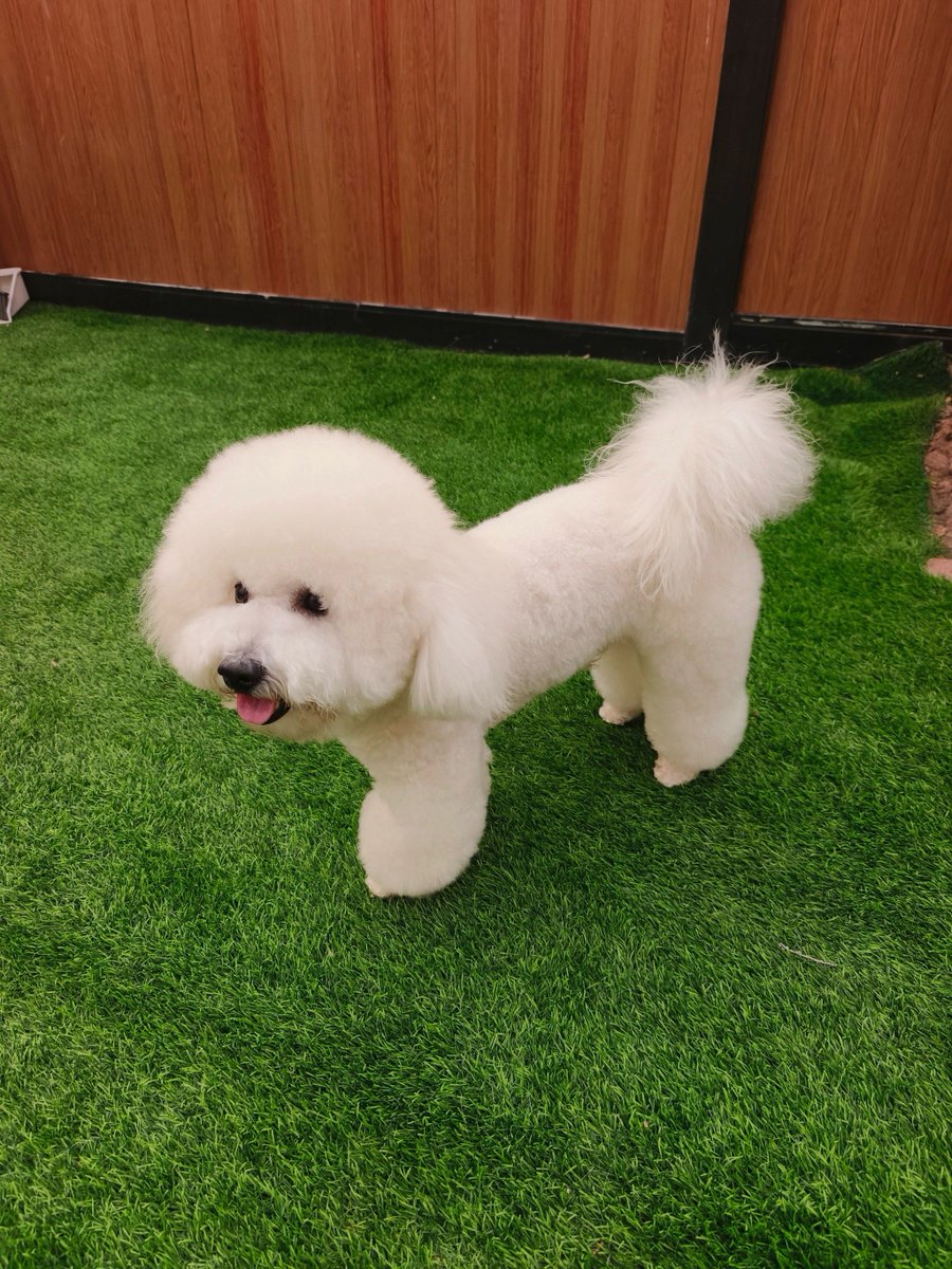 qinyang86675128's tweet photo. My little fur baby rolled over for the first time today at 8 weeks old  Every tiny win feels like a huge milestone in this cutest growth journey! https://t.co/FHuV5Bft6d