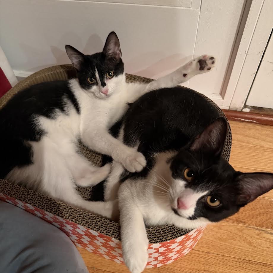 4PawsTeam's tweet photo. Meet Lark &amp; Maple — 7‑Month‑Old Sisters. Lark is a playful, fun‑loving kitten who warms up quickly. Once comfortable, she’s all curiosity and adventure. Maple is social, active, and charming. These girls are deeply bonded and must be adopted together.
https://t.co/xfA2vQVk2z https://t.co/irie6gjctT