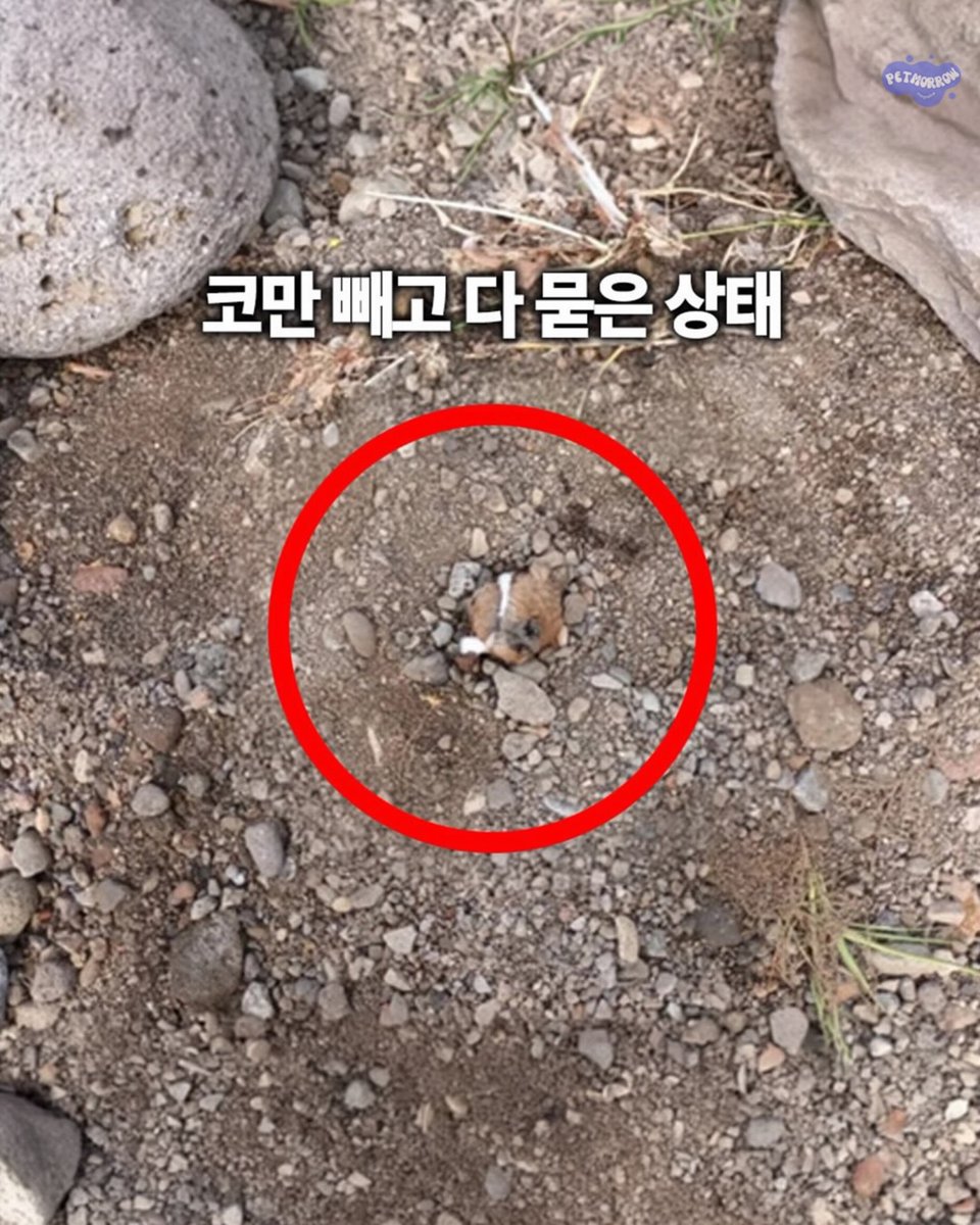 zzzzzzzikkkkk's tweet photo. 산 채로 반려견을 땅 속에 묻은 주인

반려견을 산 채로 땅에 묻은 사건으로 
기소된 30대 남성에게 법원이 징역 6개월의 실형을 
선고했습니다 

피해 반려견은 코만 겨우 밖으로 나온 채 
흙 속에 묻혀 약 6 시간 동안 방치된 것으로 확인됨 
다행히 현장을 지나던 시민이 작은 소리 를 듣고 
이상함을 느껴 구조함 생명을 구할 수 있었습니다

피고인은 수사 초기에는 반려견을 잃어버렸거나 
이미 죽은 줄 알았다고 진술했지만

재판에서는 개인적인 스트레스로 우발적으로 범행을 
저질렀다고 주장하며 선처를 요청했습니다

법원은 동물보호법 위반 혐의를 인정해
기소된 30대 남성에게 법원이 징역 6개월의 실형을 
선고했습니다