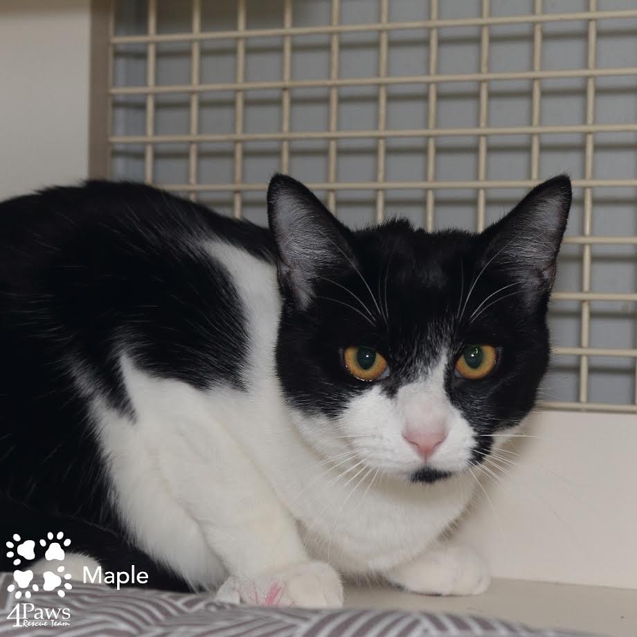 4PawsTeam's tweet photo. Meet Lark &amp; Maple — 7‑Month‑Old Sisters. Lark is a playful, fun‑loving kitten who warms up quickly. Once comfortable, she’s all curiosity and adventure. Maple is social, active, and charming. These girls are deeply bonded and must be adopted together.
https://t.co/xfA2vQVk2z https://t.co/irie6gjctT