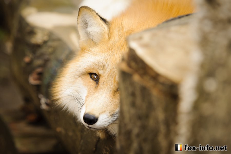 fox_info_net's tweet photo. 狐をのぞく時、 https://t.co/dargldgLu8