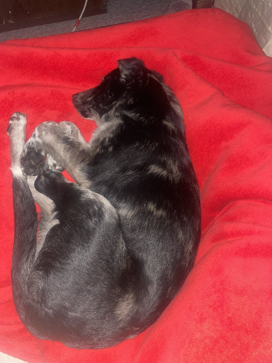 incognitfd's tweet photo. @wenywenywenwen Apoco saber sobre razas de perros es ordinario o villero aparte ahora mismo no se me antoja tener otro perro y menos de raza me quedo con mi pitbull https://t.co/Dogo2DSIZx