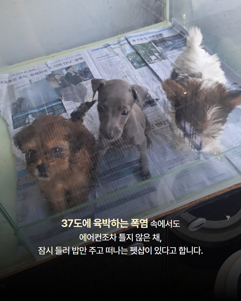 Hyeyounkim3's tweet photo. 어제 펫샵에 방치된 아이들에 대한 제보를 받았습니다.

37도에 육박하는 폭염 속에서도 에어컨조차 틀지 않은 채, 잠시 들러 밥만 주고 떠나는 펫샵이 있다고 했습니다.

그 안에서는 암컷과 수컷을 구분하지 않은 채 같은 공간에 함께 두고 있었고, 사료에 물을 말아 급여하고 있었습니다. 하지만 사료를 모두 먹고 나면 아이들은 마실 물조차 남아 있지 않은 환경에서 하루하루를 버티고 있었습니다.

이를 안타깝게 여긴 제보자분들께서는 몸에 이상이 있는 아이들 3마리를 먼저 데려와 주셨습니다. 한 아이는 고환이 붉게 부어 있었고, 또 다른 아이는 다리를 절뚝거렸으며 발에는 고름이 차 있는 상태였습니다. 세 아이는 저희에게 인계되었고, 어제 연계 병원에서 진료를 받았습니다.

그리고 오늘, 다행히 견주로부터 남아 있던 15마리 모두에 대한 소유권 포기를 받았습니다. 어제 먼저 데려온 3마리를 포함해 총 18마리를 구조하게 되었습니다.

오늘은 남은 15마리도 모두 병원으로 이동해 건강검진과 치료를 받을 예정입니다. 구조된 아이들이 한 번에 너무 많아 검사와 치료에 필요한 병원비도 상당할 것으로 예상됩니다.

오랫동안 펫샵에서 방치된 채 힘겨운 시간을 버텨온 아이들이 건강을 되찾고 새로운 삶을 시작할 수 있도록 따뜻한 마음을 함께 나눠주세요.

📢 펫샵 구조견 임시보호처를 찾습니다.

오후에 아이들을 모두 병원으로 이동할 예정이라 현재는 아이들의 건강 상태와 성격을 정확하게 파악하지 못한 상황입니다.

현재 확인된 견종은 푸들, 시츄, 비숑, 이탈리안 그레이하운드이며, 구조된 아이들 중 절반 정도는 생후 약 2개월 된 아기 강아지들입니다.

아이들에게 임시보호가 가능하신 분들은 **카카오톡 채널 ‘사단법인 엔젤프로젝트’**로 문의 부탁드립니다.
(인스타그램 DM 문의는 받지 않습니다.)

📩 문의 : 카카오톡 채널 사단법인 엔젤프로젝트

※ 현재 구조 및 병원 이동이 진행 중이라 답변이 다소 늦어질 수 있는 점 너른 양해 부탁드립니다.

※ 2시 반쯤에 아이들 구조 및 병원 이동 라이브 예정입니다.