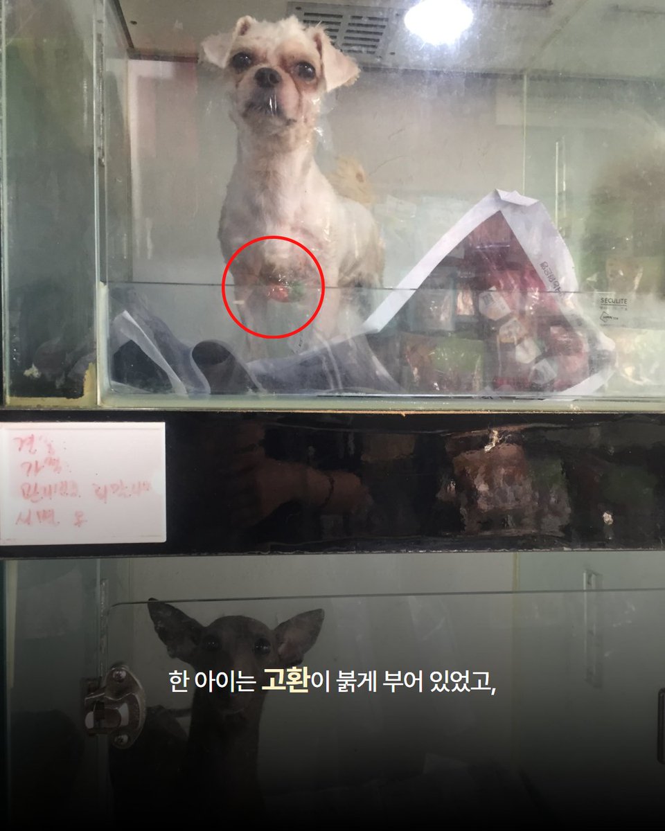 Hyeyounkim3's tweet photo. 어제 펫샵에 방치된 아이들에 대한 제보를 받았습니다.

37도에 육박하는 폭염 속에서도 에어컨조차 틀지 않은 채, 잠시 들러 밥만 주고 떠나는 펫샵이 있다고 했습니다.

그 안에서는 암컷과 수컷을 구분하지 않은 채 같은 공간에 함께 두고 있었고, 사료에 물을 말아 급여하고 있었습니다. 하지만 사료를 모두 먹고 나면 아이들은 마실 물조차 남아 있지 않은 환경에서 하루하루를 버티고 있었습니다.

이를 안타깝게 여긴 제보자분들께서는 몸에 이상이 있는 아이들 3마리를 먼저 데려와 주셨습니다. 한 아이는 고환이 붉게 부어 있었고, 또 다른 아이는 다리를 절뚝거렸으며 발에는 고름이 차 있는 상태였습니다. 세 아이는 저희에게 인계되었고, 어제 연계 병원에서 진료를 받았습니다.

그리고 오늘, 다행히 견주로부터 남아 있던 15마리 모두에 대한 소유권 포기를 받았습니다. 어제 먼저 데려온 3마리를 포함해 총 18마리를 구조하게 되었습니다.

오늘은 남은 15마리도 모두 병원으로 이동해 건강검진과 치료를 받을 예정입니다. 구조된 아이들이 한 번에 너무 많아 검사와 치료에 필요한 병원비도 상당할 것으로 예상됩니다.

오랫동안 펫샵에서 방치된 채 힘겨운 시간을 버텨온 아이들이 건강을 되찾고 새로운 삶을 시작할 수 있도록 따뜻한 마음을 함께 나눠주세요.

📢 펫샵 구조견 임시보호처를 찾습니다.

오후에 아이들을 모두 병원으로 이동할 예정이라 현재는 아이들의 건강 상태와 성격을 정확하게 파악하지 못한 상황입니다.

현재 확인된 견종은 푸들, 시츄, 비숑, 이탈리안 그레이하운드이며, 구조된 아이들 중 절반 정도는 생후 약 2개월 된 아기 강아지들입니다.

아이들에게 임시보호가 가능하신 분들은 **카카오톡 채널 ‘사단법인 엔젤프로젝트’**로 문의 부탁드립니다.
(인스타그램 DM 문의는 받지 않습니다.)

📩 문의 : 카카오톡 채널 사단법인 엔젤프로젝트

※ 현재 구조 및 병원 이동이 진행 중이라 답변이 다소 늦어질 수 있는 점 너른 양해 부탁드립니다.

※ 2시 반쯤에 아이들 구조 및 병원 이동 라이브 예정입니다.