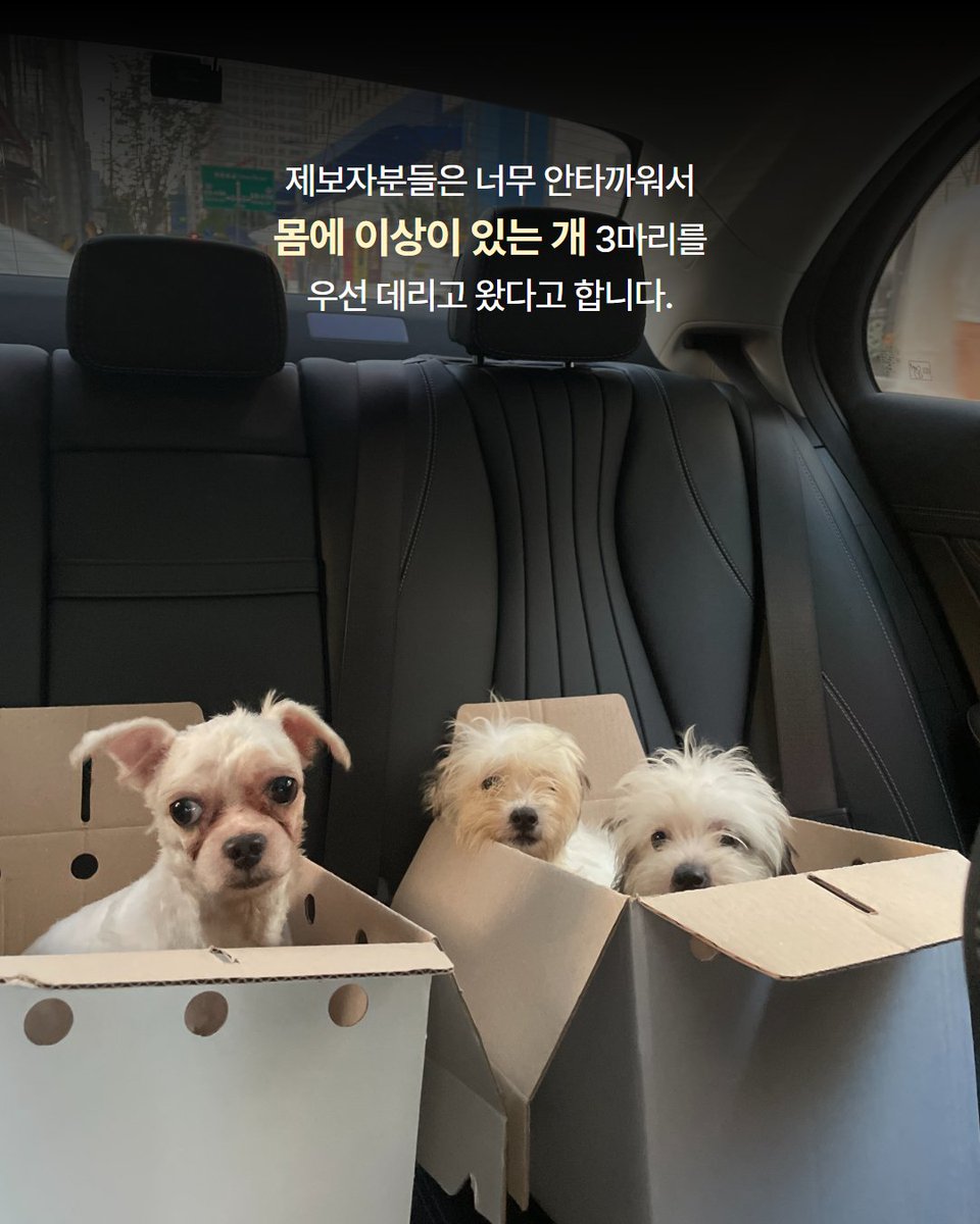 Hyeyounkim3's tweet photo. 어제 펫샵에 방치된 아이들에 대한 제보를 받았습니다.

37도에 육박하는 폭염 속에서도 에어컨조차 틀지 않은 채, 잠시 들러 밥만 주고 떠나는 펫샵이 있다고 했습니다.

그 안에서는 암컷과 수컷을 구분하지 않은 채 같은 공간에 함께 두고 있었고, 사료에 물을 말아 급여하고 있었습니다. 하지만 사료를 모두 먹고 나면 아이들은 마실 물조차 남아 있지 않은 환경에서 하루하루를 버티고 있었습니다.

이를 안타깝게 여긴 제보자분들께서는 몸에 이상이 있는 아이들 3마리를 먼저 데려와 주셨습니다. 한 아이는 고환이 붉게 부어 있었고, 또 다른 아이는 다리를 절뚝거렸으며 발에는 고름이 차 있는 상태였습니다. 세 아이는 저희에게 인계되었고, 어제 연계 병원에서 진료를 받았습니다.

그리고 오늘, 다행히 견주로부터 남아 있던 15마리 모두에 대한 소유권 포기를 받았습니다. 어제 먼저 데려온 3마리를 포함해 총 18마리를 구조하게 되었습니다.

오늘은 남은 15마리도 모두 병원으로 이동해 건강검진과 치료를 받을 예정입니다. 구조된 아이들이 한 번에 너무 많아 검사와 치료에 필요한 병원비도 상당할 것으로 예상됩니다.

오랫동안 펫샵에서 방치된 채 힘겨운 시간을 버텨온 아이들이 건강을 되찾고 새로운 삶을 시작할 수 있도록 따뜻한 마음을 함께 나눠주세요.

📢 펫샵 구조견 임시보호처를 찾습니다.

오후에 아이들을 모두 병원으로 이동할 예정이라 현재는 아이들의 건강 상태와 성격을 정확하게 파악하지 못한 상황입니다.

현재 확인된 견종은 푸들, 시츄, 비숑, 이탈리안 그레이하운드이며, 구조된 아이들 중 절반 정도는 생후 약 2개월 된 아기 강아지들입니다.

아이들에게 임시보호가 가능하신 분들은 **카카오톡 채널 ‘사단법인 엔젤프로젝트’**로 문의 부탁드립니다.
(인스타그램 DM 문의는 받지 않습니다.)

📩 문의 : 카카오톡 채널 사단법인 엔젤프로젝트

※ 현재 구조 및 병원 이동이 진행 중이라 답변이 다소 늦어질 수 있는 점 너른 양해 부탁드립니다.

※ 2시 반쯤에 아이들 구조 및 병원 이동 라이브 예정입니다.
