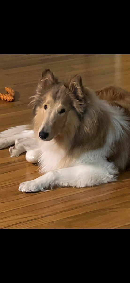 casbro33's tweet photo. @ThrillaRilla369 Lassie and then my girl Sassie. https://t.co/jglmTB9EgX
