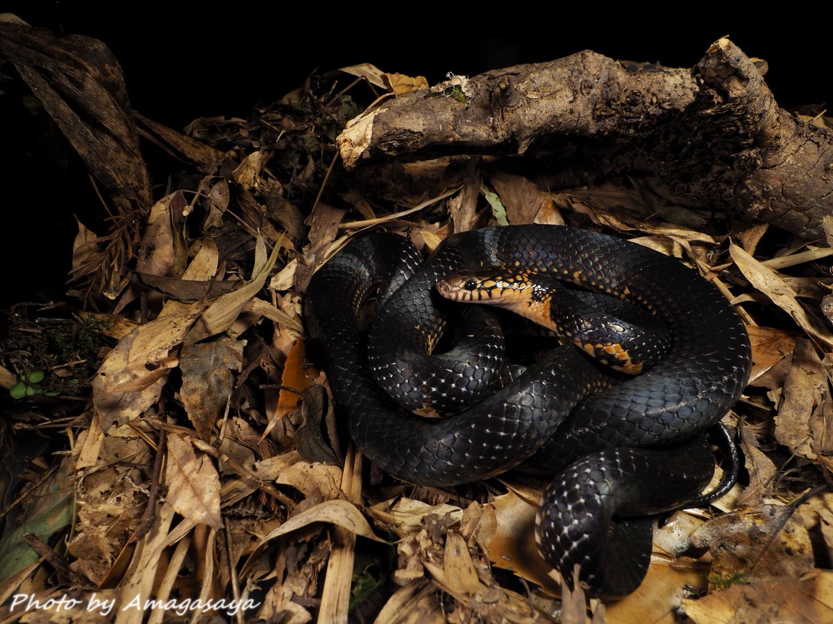 bungarus666's tweet photo. バチャンスレートヘビ
Stegonotus batjanensis

巨大な雄。体の斑紋はほとんど消失し、重厚さが増している。 https://t.co/Z0HPlvuHgD