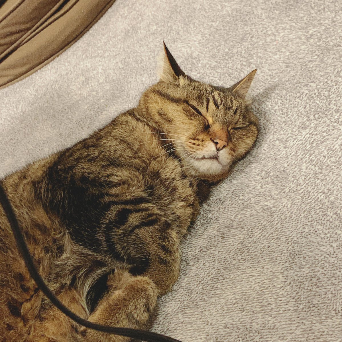 nikunoniisan's tweet photo. 💤💤🐈 https://t.co/AptWr93sMb
