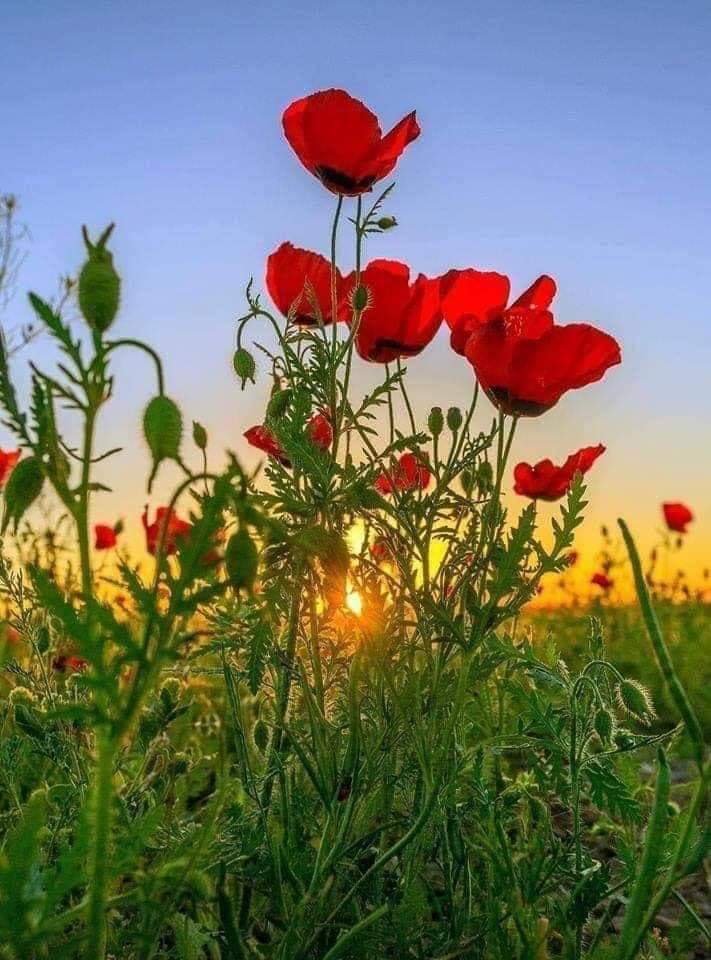 dimiborislavova's tweet photo. "Оптимизмът е вярата, която води до постижение. 
Нищо не може да се направи без надежда и увереност."
Хелън Келър
Добро утро...
#d0408
❤️🍃❤️🍃❤️🍃❤️🍃❤️🍃❤️ https://t.co/b9tvLuC4Yq
