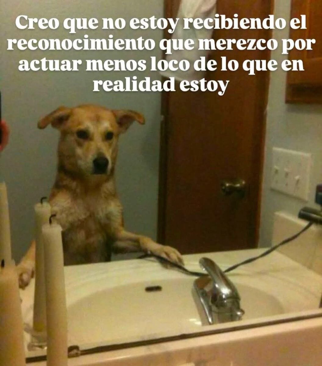 plusmascotas's tweet photo. https://t.co/Tp4Mt1kq1v