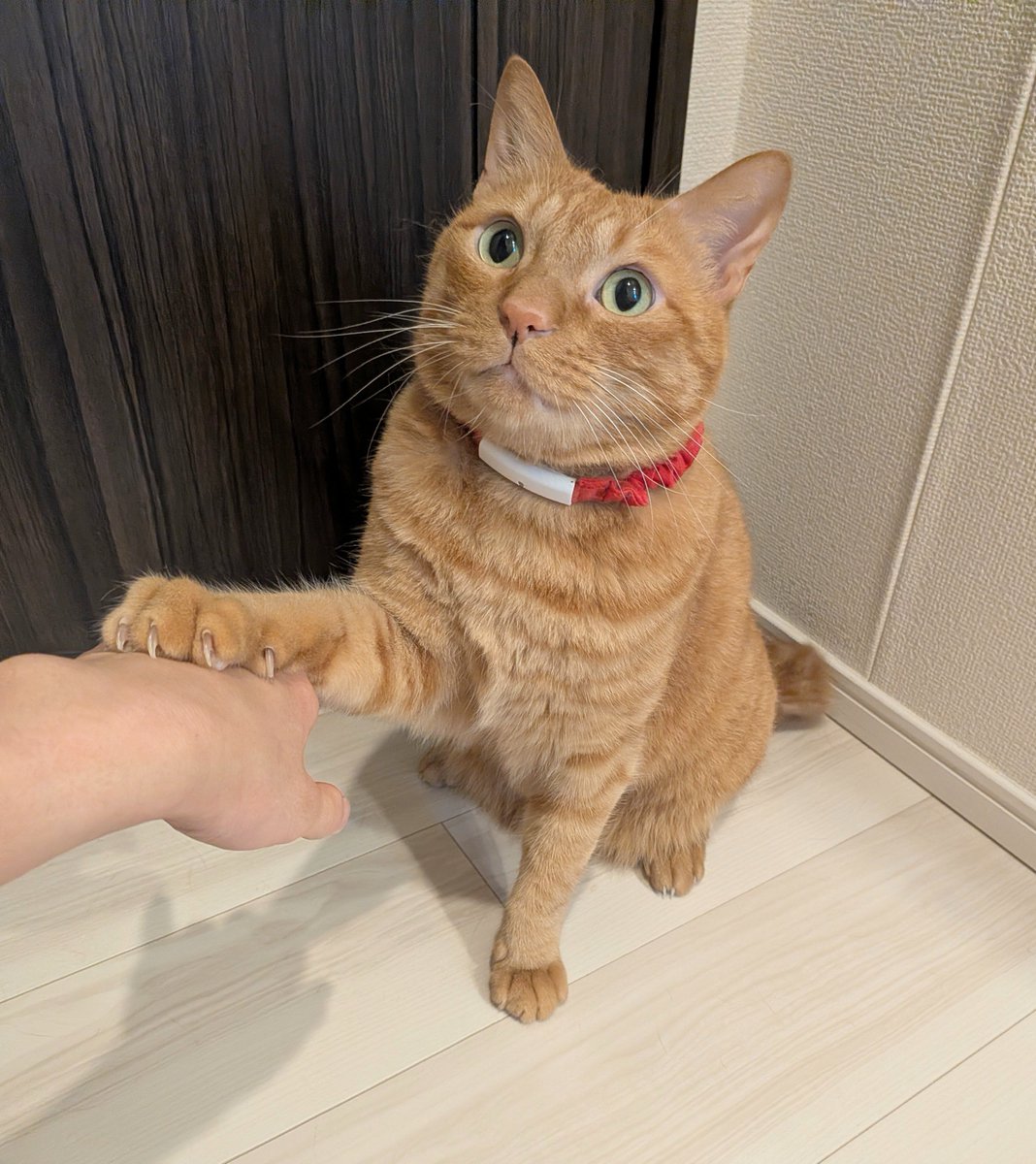 ryogomatsumaru's tweet photo. うちの子、たまに自認犬かなと思うときある🤔 https://t.co/PBWW7IAt1D