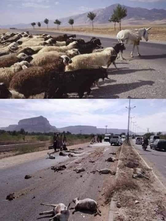 ElsaeedHarraz's tweet photo. لمّا  يكون القائد حمار .. https://t.co/IoqfF3TmEH
