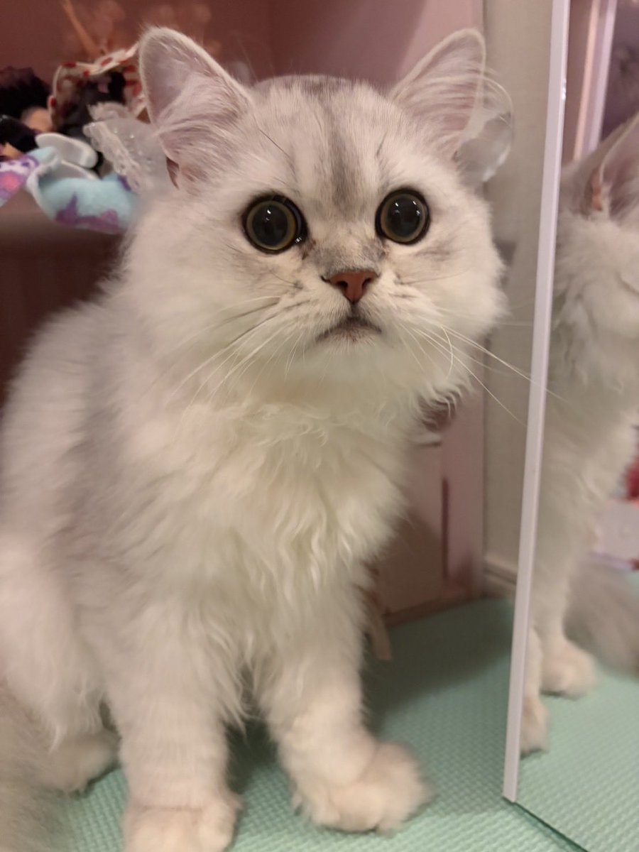 maneater_dgr's tweet photo. そういえば新しいねこ家に来ました。
長毛種初めてだけど、モフモフしてる... https://t.co/vBR9dAVRLC