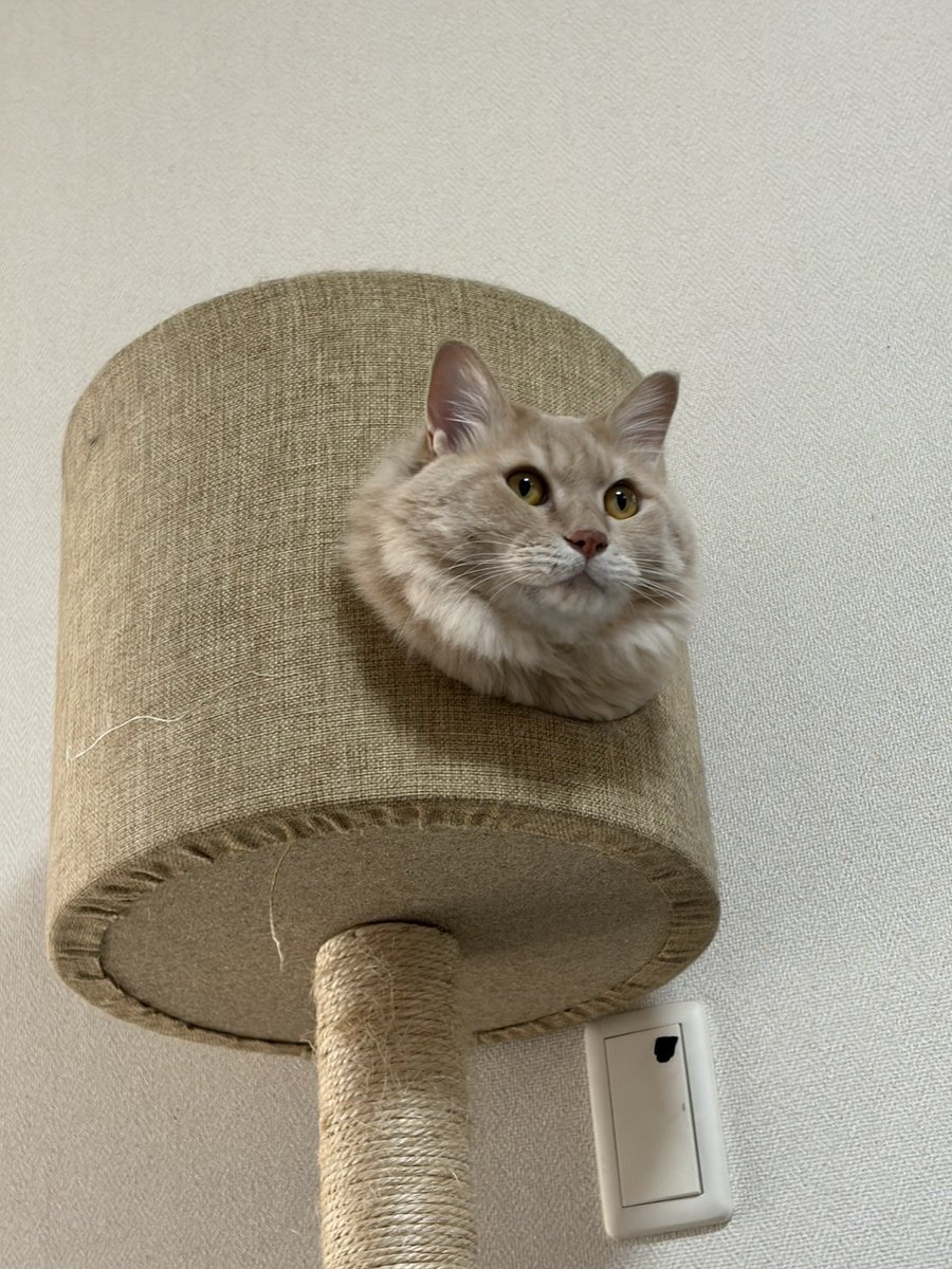 MIZOGUCHISAKE's tweet photo. おーぷん
キレイにハマってて
しかも真顔で
オモロ可愛い写真
これ���見て今日も元気にいきましょう
#宇治　#日本酒　#猫可愛い　#昼呑み　#そりゃあ可愛いよ https://t.co/2PtQL36lcf