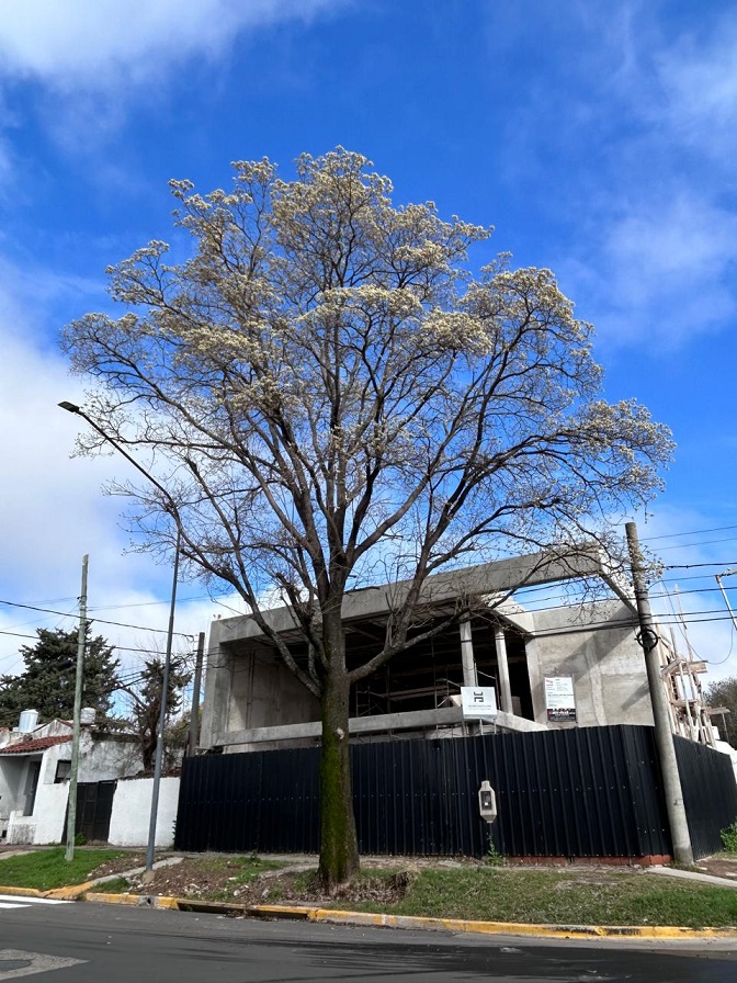 era_verde_'s tweet photo. 🌳 EL FENÓMENO DE EL NIÑO ADELANTÓ LA FLORACIÓN DEL LAPACHO BLANCO DE AV. EJÉRCITO

⛈️+ info 👇🏼
🔗 https://t.co/UQDl2qGXpj https://t.co/H2b65OJEvU