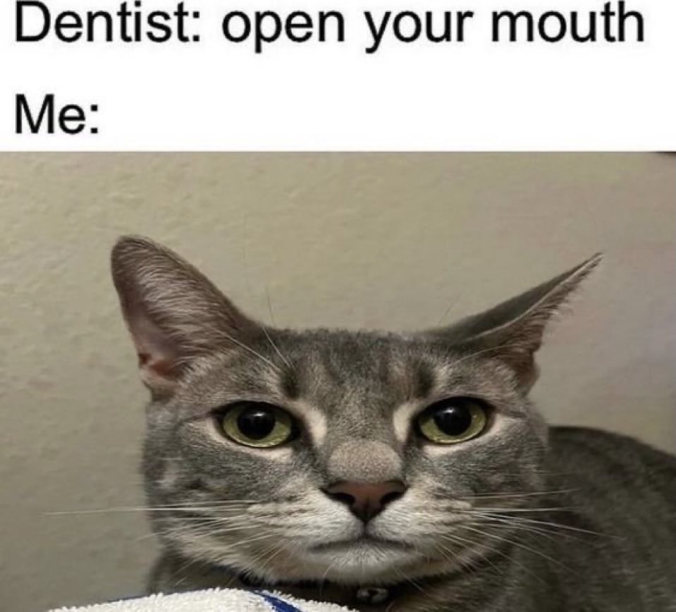 literallymecats's tweet photo. https://t.co/XM0bk3cuIS