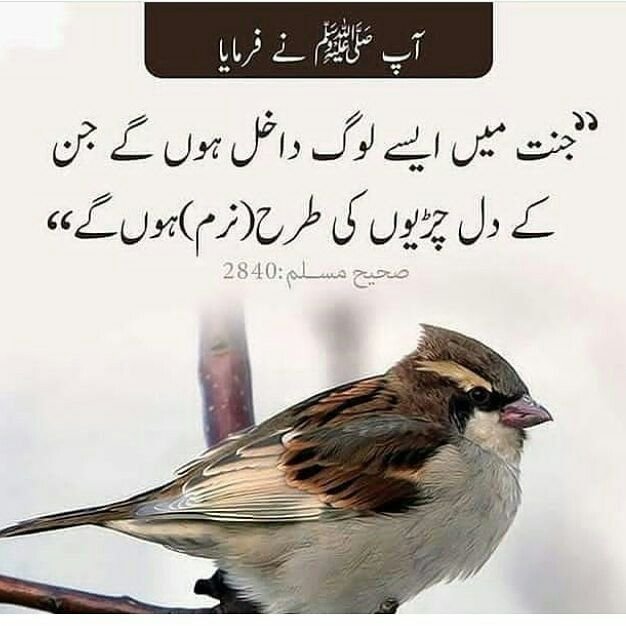 ChotiSheikhni's tweet photo. اسلام علیکم صبح بخیر https://t.co/fTNcI4qGDp
