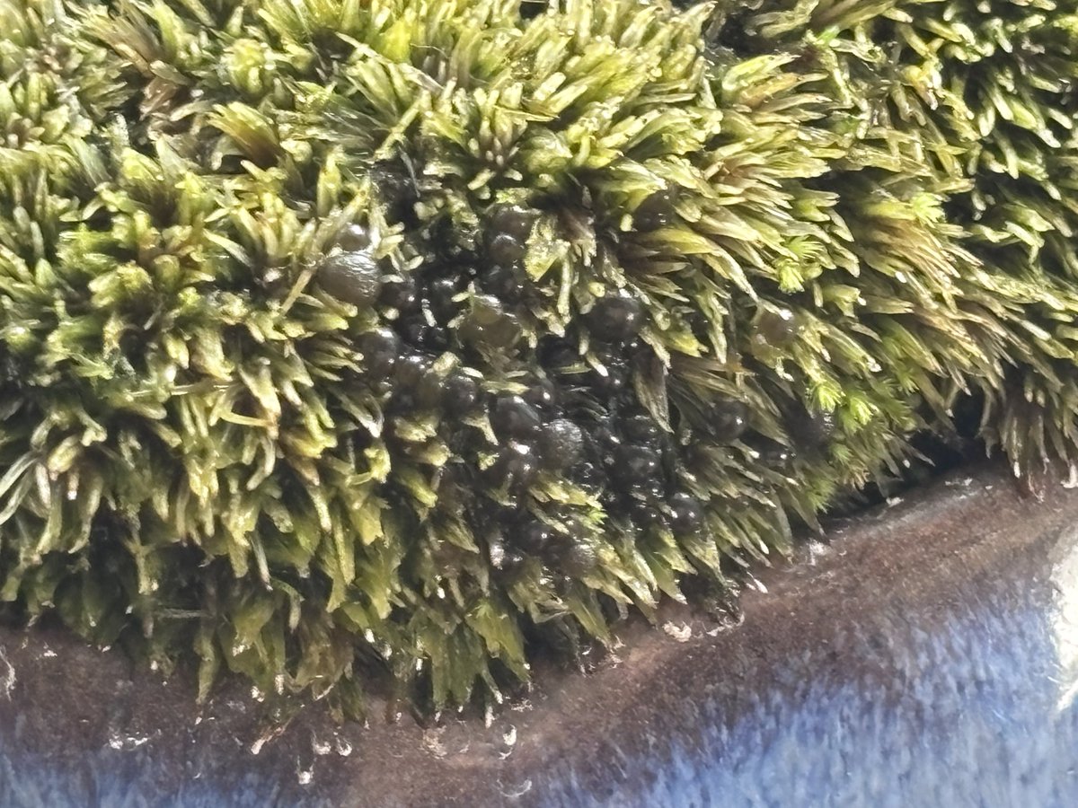ddsushidd's tweet photo. 盆栽の苔にちっちゃい粒々ができてる！！！
触るとすぐ取れる、なんだこれ？！？！
虫の卵だったら嫌だな？！？！？！ https://t.co/hjpbOFTlWJ