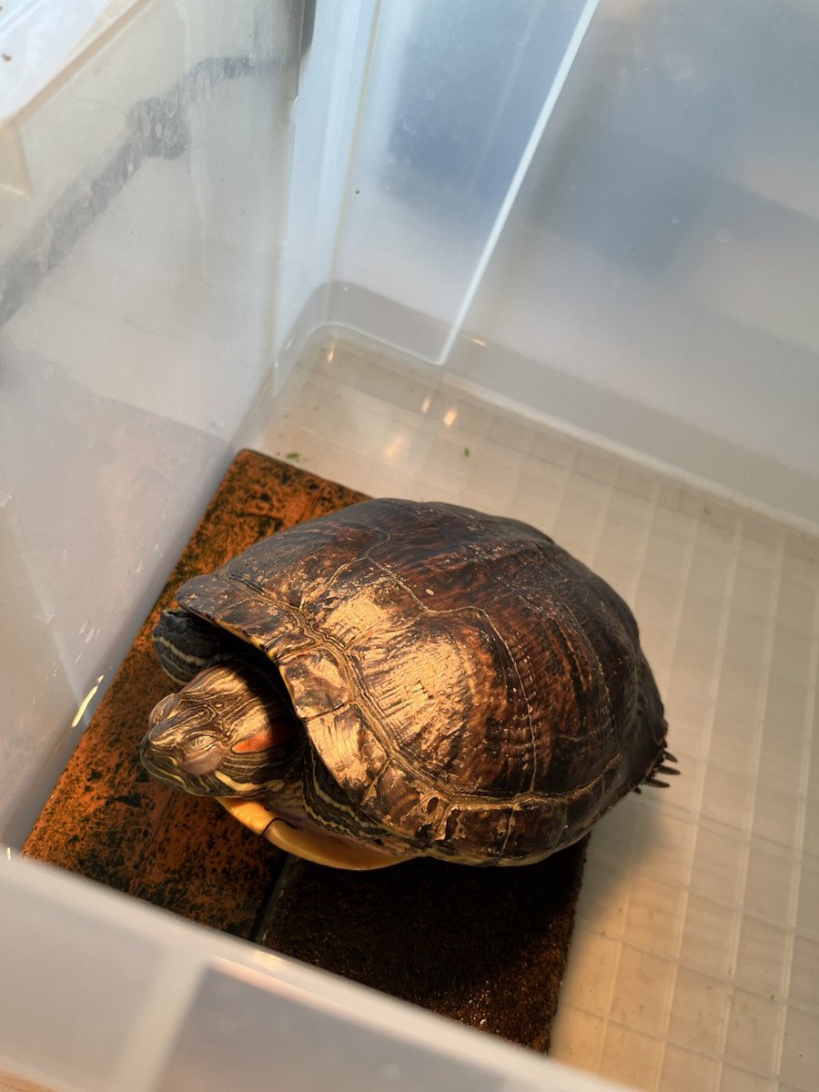 dora951357's tweet photo. 熟睡のおちびさん🐢
気持ち良さそうやな https://t.co/C752NfO0TH