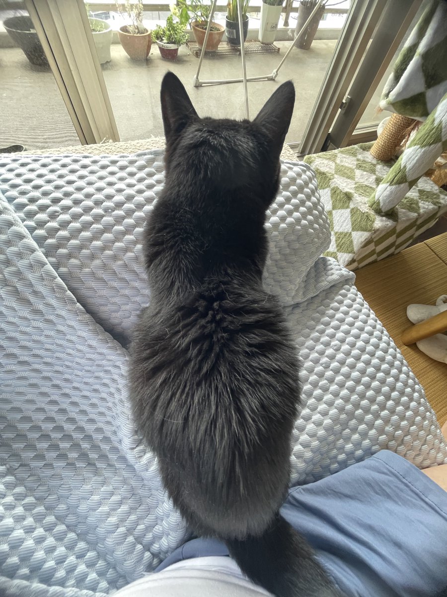 ECL805's tweet photo. あいちゃんが甘えにきました(^^) https://t.co/fSAtFLWO2t