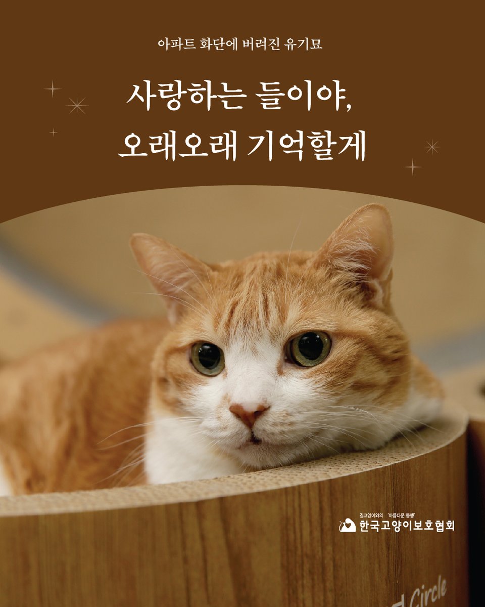 kopc2005's tweet photo. 아파트 화단에 버려진 유기묘, 사랑하는 들이의 부고 소식을 전합니다.
https://t.co/hAAwgOXpcW https://t.co/H0a2KPDwgF