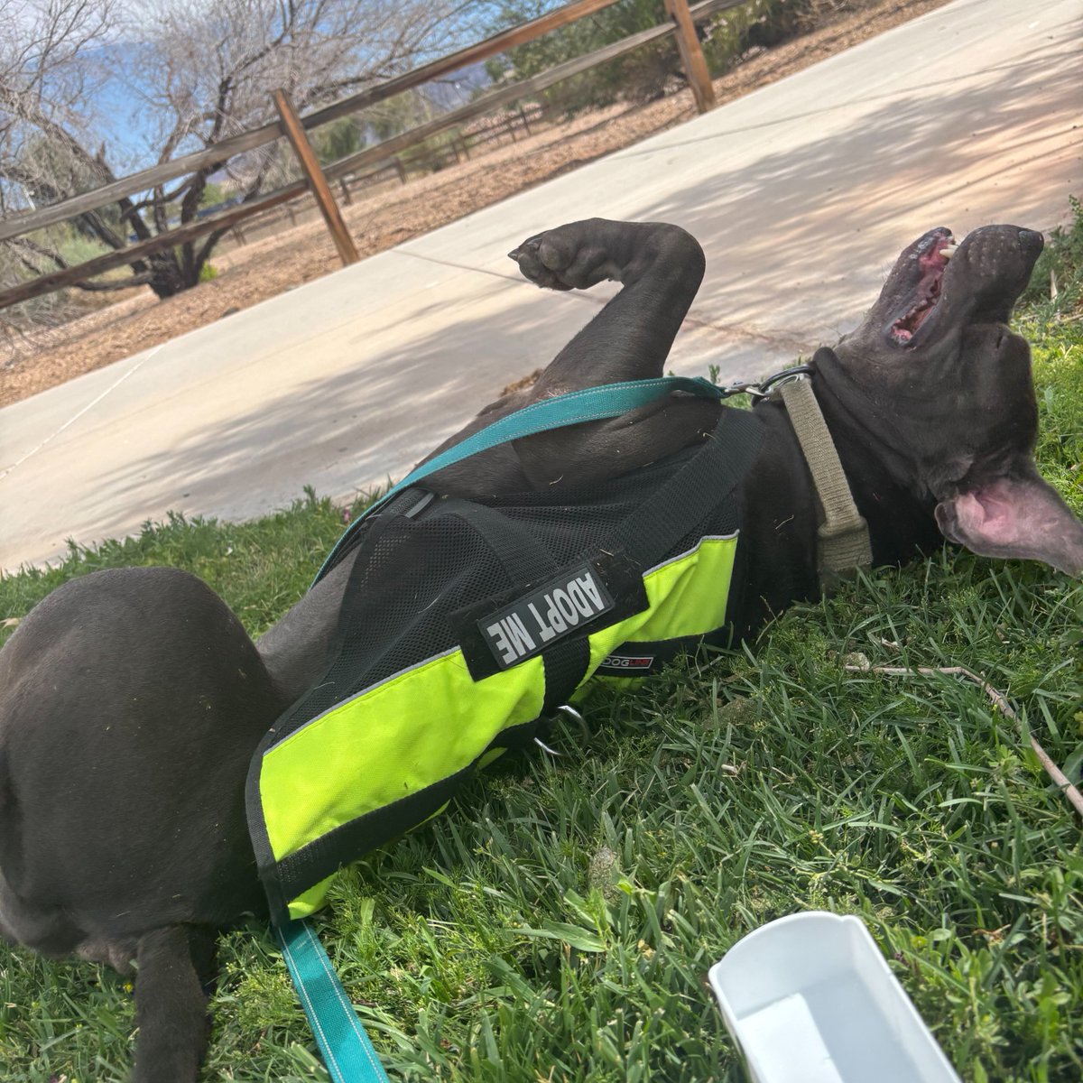 animalfndlv's tweet photo. How could you say no to a smile like that? Meet Benny.

At 6 years old, this handsome fella doesn’t ask for much. A comfy bed. A belly rub. A piece of jerky.

His fosters have described him as a “gentle giant,” “protective,” &amp; “calm.”

Foster or adopt Benny today!

ID# A1421662 https://t.co/IiCLj5k9xx
