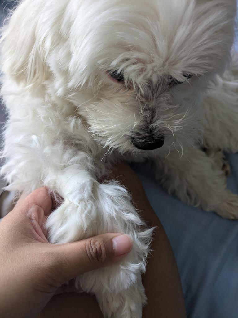 stormthexdog's tweet photo. pre-surgery blood test 💉🩸 https://t.co/K7DinGvSHh
