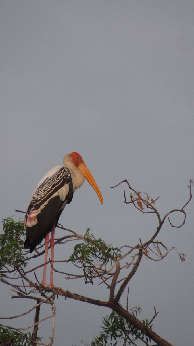 Gaurav18154921's tweet photo. The pond still supports 20+ bird species — a flock of 35-40 cormorants, a couple of Painted Storks, a couple of shikra (bird) , plus turtles and dragonflies.
It hasn't collapsed yet. This is still saveable — but every ignored monsoon brings it closer to the point of no return. https://t.co/qEhThQp9HX