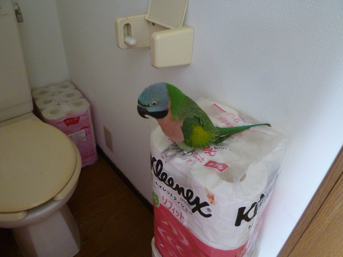 taro_puu_karubi's tweet photo. カルちゃん
最近トイレがお気に入りに🤔
壁紙剥がすは
クッション材噛みちぎるはで
掃除機怖がるので
毎日何回も匍匐前進で
後片付けです😭
自衛隊じゃない！
何をやっても可愛い
カルちゃんです💚 https://t.co/1E1o7bdomY