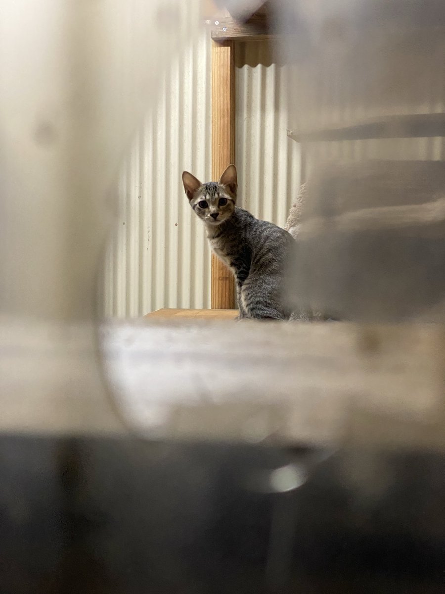 rlixZaAmvw26814's tweet photo. 連日35℃
断熱材もエアコンもない
トタン小屋に猫を飼っている人がいる
確認出来るだけで三匹はいた。 https://t.co/kLG1S9rA3J