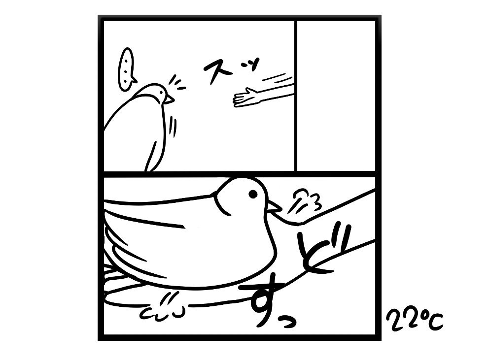 illust0222's tweet photo. 我が家の愛鳥ホーちゃんは手に乗ってくれる。
試しに自分の��(顔)を隠して壁から手だけ出してみた…

…それでも乗った🤣

この子は何を基準に飼い主を判別しているのだろうか!?

#イラスト   #コミックエッセイ 
#ジュズカケバト https://t.co/ymLzn1xJBZ