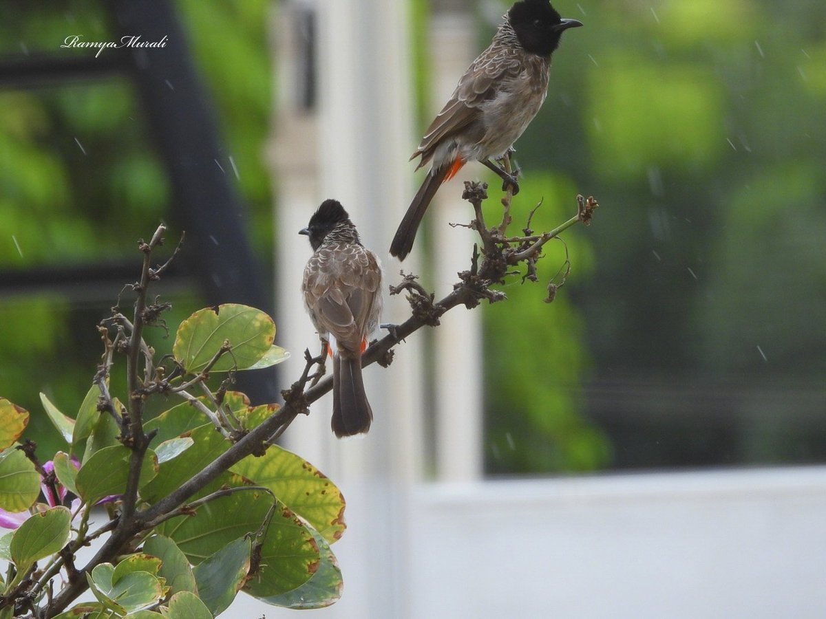 KritikaRanjan6 tweet picture