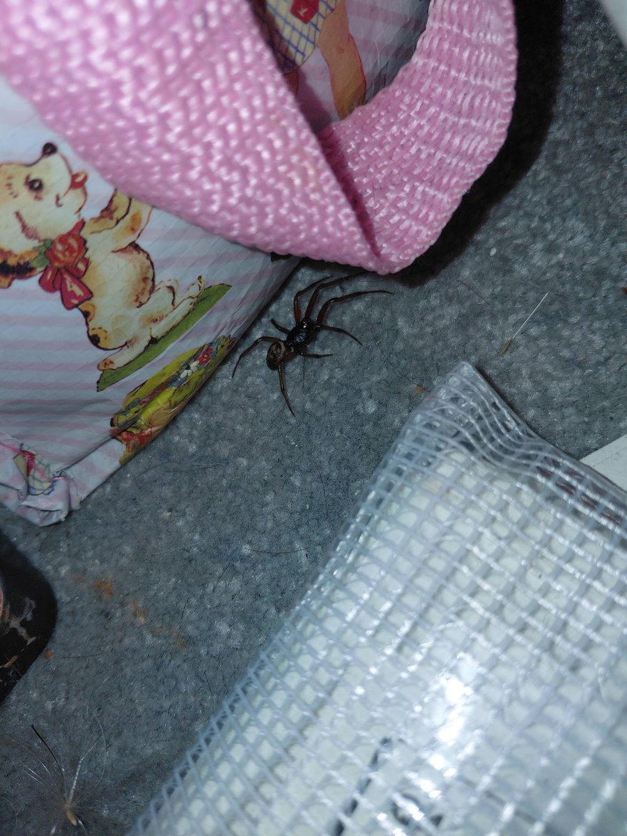 qlevti's tweet photo. Im genuinely crying so hard rn this little shit just crawled over me omgomg im actually crying omg https://t.co/3Ex67d21dN
