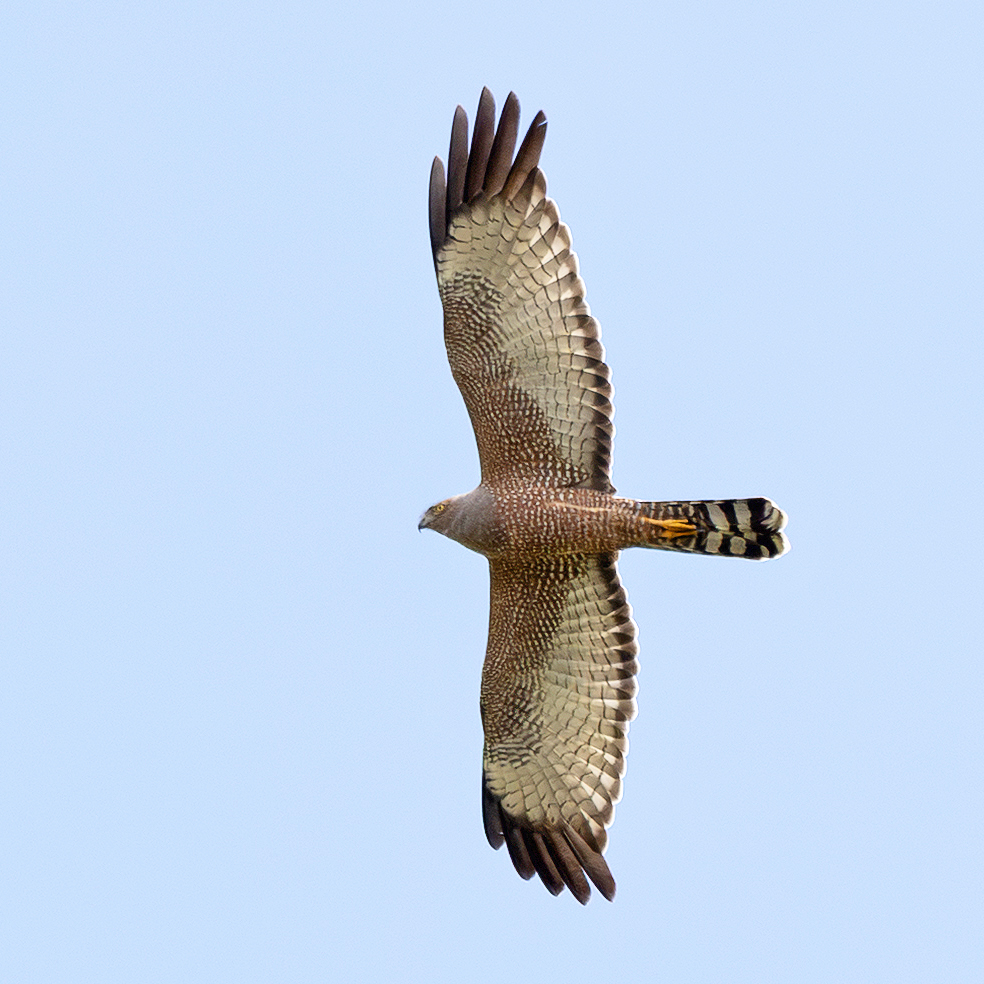 SandyHorne61's tweet photo. My favourite raptor - the spotted harrier. There are a lot of these about right now. I spotted this one terrorising the ducks on a dam along the Richman Valley Road near Quorn. https://t.co/owzIpEuGpS
