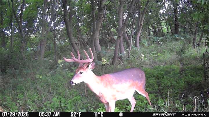 jared_wesolaski's tweet photo. Well hello there gentlemen. 👀

November is looking promising!
#hunting #whitetail https://t.co/fvtEgqTLVL