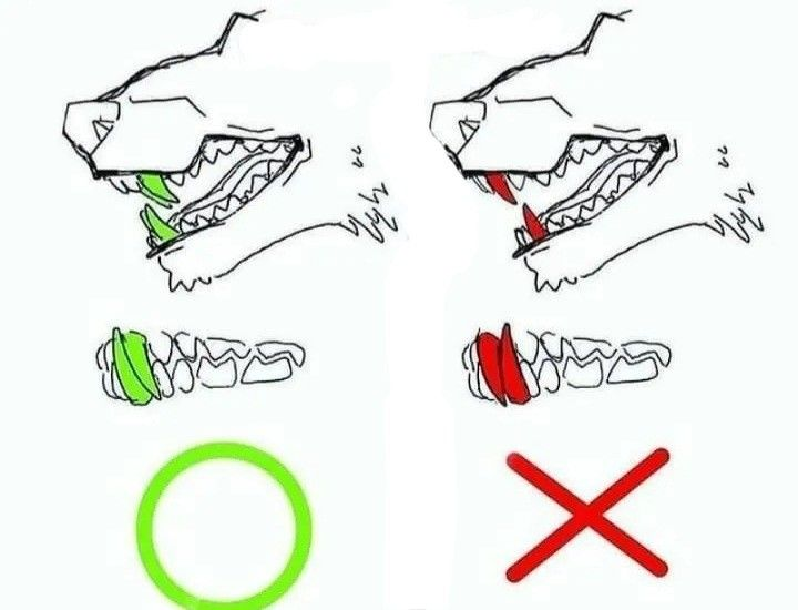 R3nderLab's tweet photo. That tiny gap behind the canine makes the jaw feel much more believable https://t.co/3LSj0POQo1