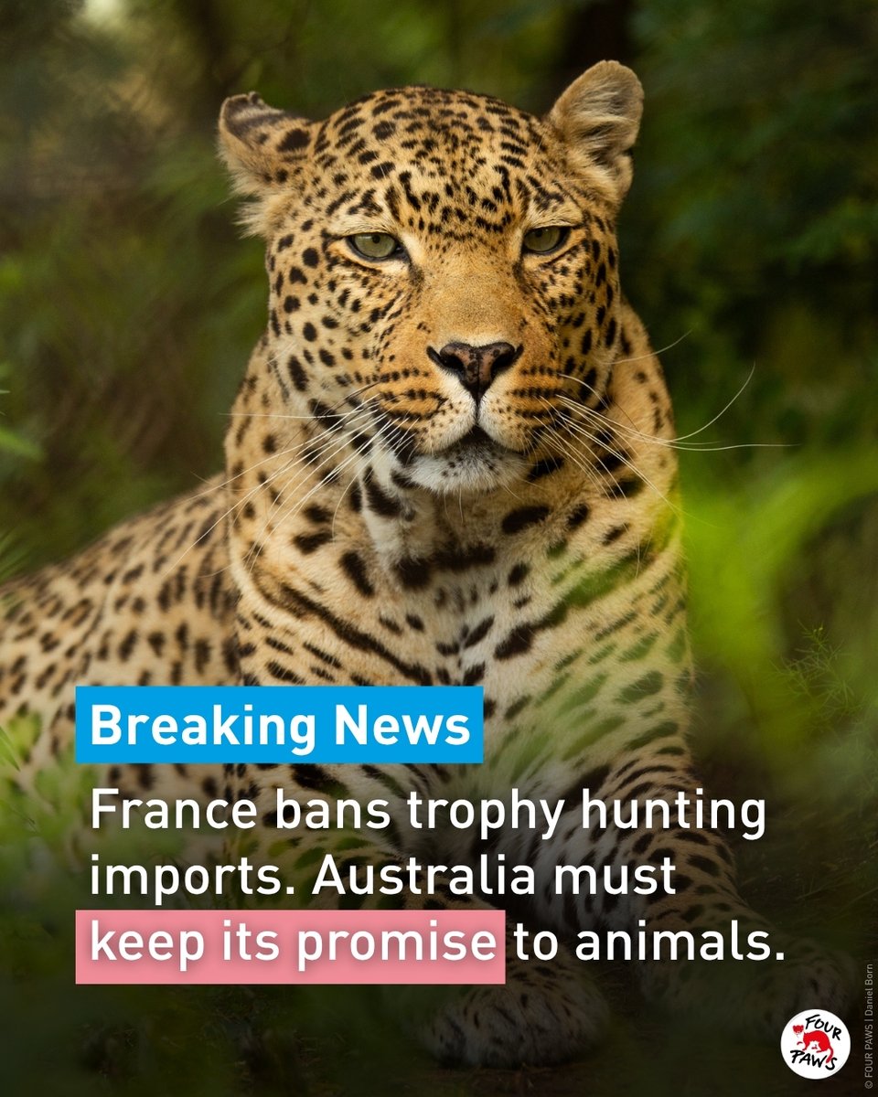 fourpawsAU's tweet photo. HUGE NEWS❗️
France has committed to ending the import of hunting trophies from endangered species, effective immediately.

A landmark win for wildlife. 💚

This breakthrough follows months of behind‑the‑scenes advocacy by FOUR PAWS France &amp; other animal groups.

#BanTrophyHunting https://t.co/mdGhb9Hc3P