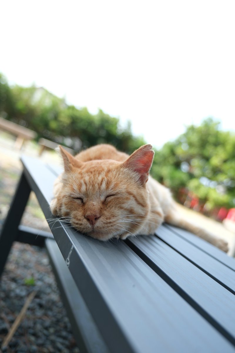 predictabo's tweet photo. 夏バテ、、、
アルミのイスが涼しい
（猫は涼しいところを知っている）

#猫
#ねこ
#猫かわいいね
#猫かわいい
#cat https://t.co/ad4zNDUKql