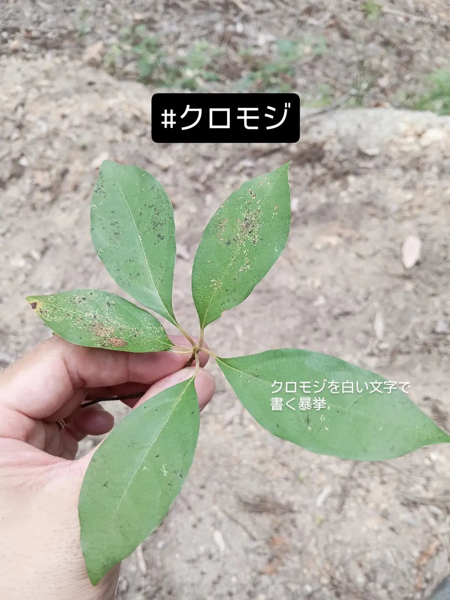 Fukurou0296's tweet photo. 伐採跡にあったクロモジは乾燥のせいかカッスカス💦
香りがほとんど無かったです🦉💫

#この車は虻に包囲されている https://t.co/oVjfo9j73J