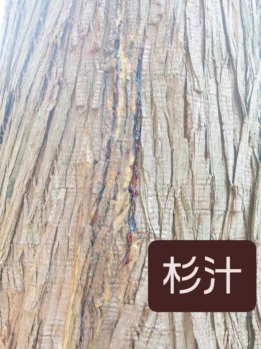 Fukurou0296's tweet photo. 伐採跡にあったクロモジは乾燥のせいかカッスカス💦
香りがほとんど無かったです🦉💫

#この車は虻に包囲されている https://t.co/oVjfo9j73J